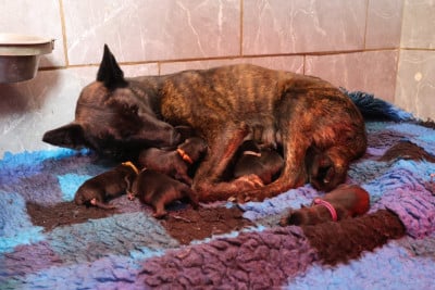 Les chiots de Berger hollandais