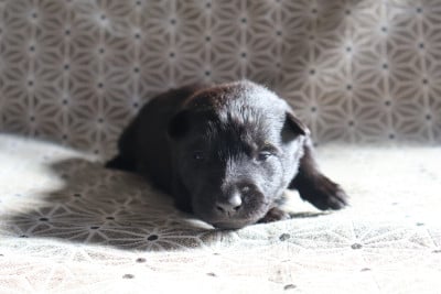 Les chiots de Berger hollandais