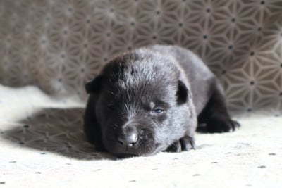 Les chiots de Berger hollandais