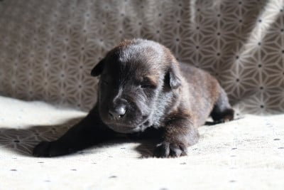 Les chiots de Berger hollandais