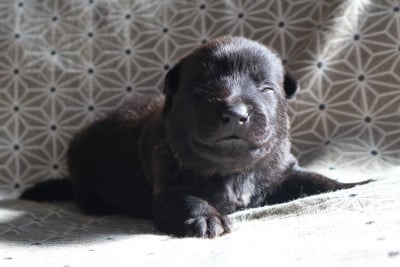 Les chiots de Berger hollandais