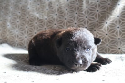 Les chiots de Berger hollandais