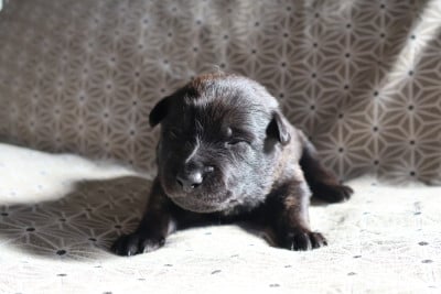 Les chiots de Berger hollandais