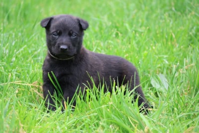 Les chiots de Berger hollandais