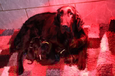 Flat Coated Retriever