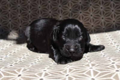 Les chiots de Flat Coated Retriever