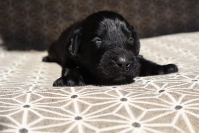 Les chiots de Flat Coated Retriever