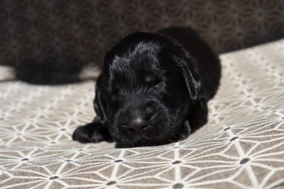 Les chiots de Flat Coated Retriever