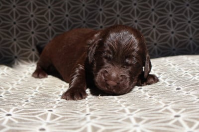 Les chiots de Flat Coated Retriever