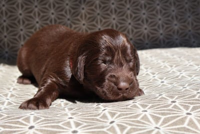 Les chiots de Flat Coated Retriever