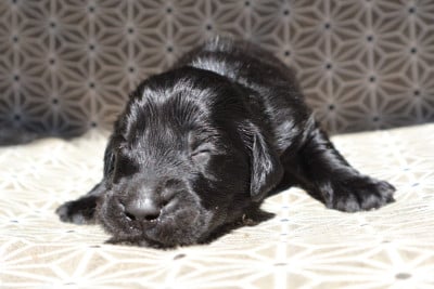 Les chiots de Flat Coated Retriever