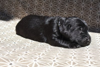 Les chiots de Flat Coated Retriever