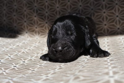 Les chiots de Flat Coated Retriever