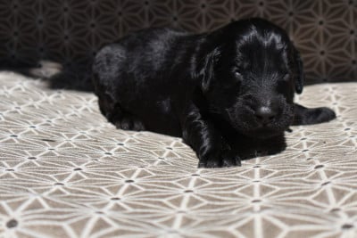Les chiots de Flat Coated Retriever