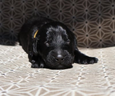 Les chiots de Flat Coated Retriever
