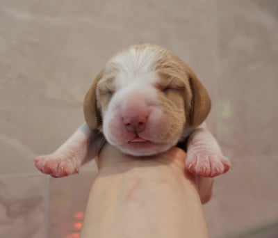 Les chiots de Beagle