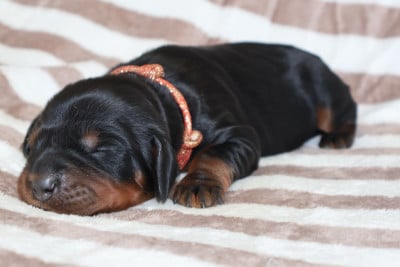 Les chiots de Setter Gordon
