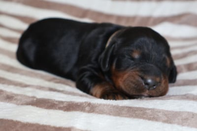Les chiots de Setter Gordon