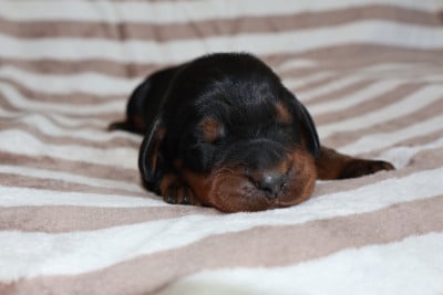 Les chiots de Setter Gordon
