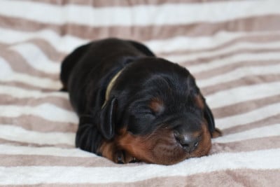 Les chiots de Setter Gordon