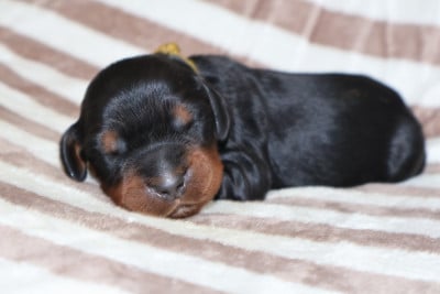 Les chiots de Setter Gordon