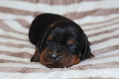 Les chiots de Setter Gordon