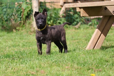 Les chiots de Berger hollandais