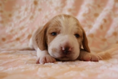 Les chiots de Beagle