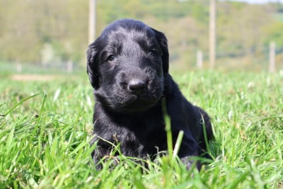 Les chiots de Flat Coated Retriever