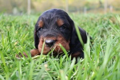 Les chiots de Setter Gordon