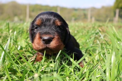 Les chiots de Setter Gordon