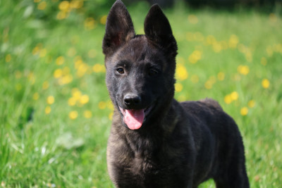 Les chiots de Berger hollandais