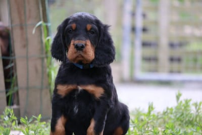 Les chiots de Setter Gordon