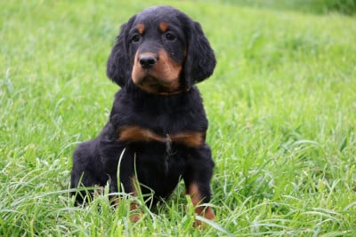 Les chiots de Setter Gordon