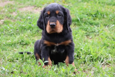 Les chiots de Setter Gordon