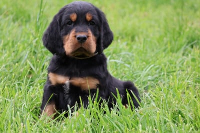 Les chiots de Setter Gordon