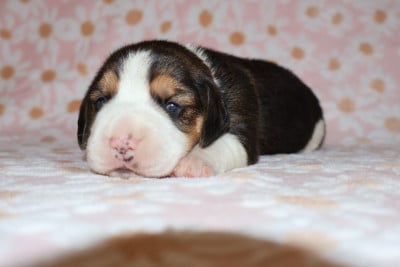 Les chiots de Beagle