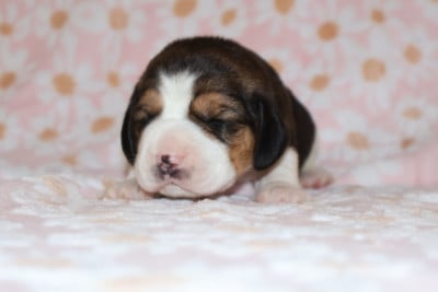 Les chiots de Beagle