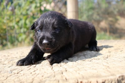 Les chiots de Berger hollandais