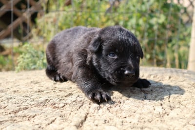 Les chiots de Berger hollandais