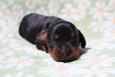 Les chiots de Setter Gordon