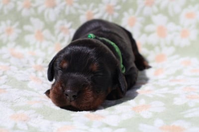 Les chiots de Setter Gordon