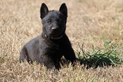 Les chiots de Berger hollandais