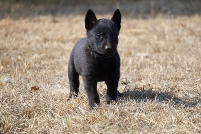 Les chiots de Berger hollandais