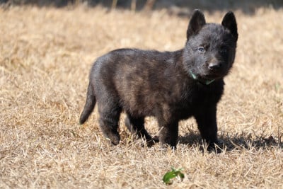 Les chiots de Berger hollandais