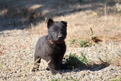 Les chiots de Berger hollandais
