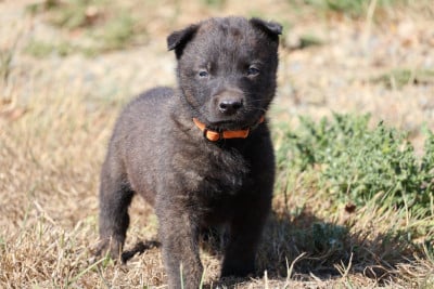 Les chiots de Berger hollandais