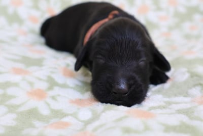 Les chiots de Flat Coated Retriever
