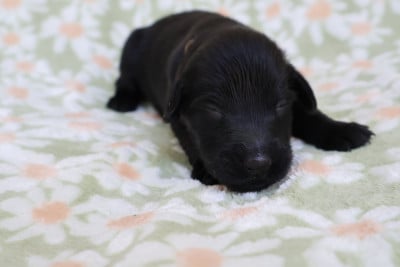 Les chiots de Flat Coated Retriever