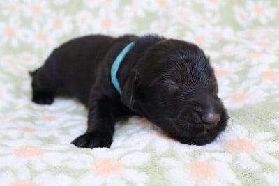 Les chiots de Flat Coated Retriever